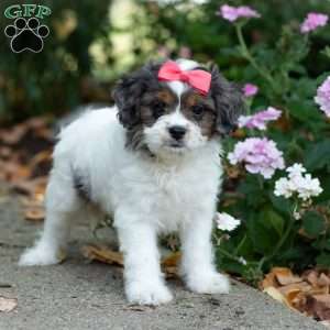 Sunshine, Cavapoo Puppy